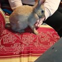 Baby rabbits -5