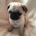 Ikc pug pups-2