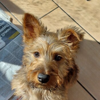 Irish terrier puppy