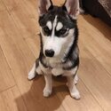 Beautiful Husky puppy -1