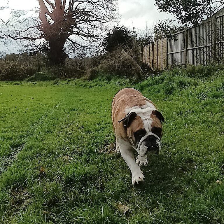 British Bulldog in need of 5 star home 