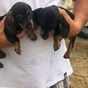 Miniature dachshund short haired -2