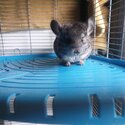 2 baby chinchillas -1