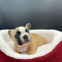 French bulldog puppy -2