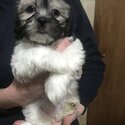 Malshi x Shih Tzu-1