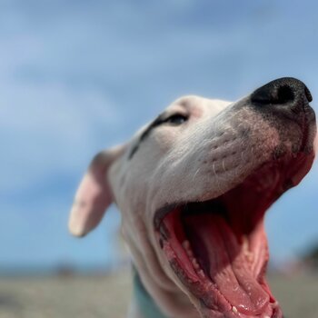 Dogo Argentino 