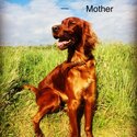 Red setter pups -1