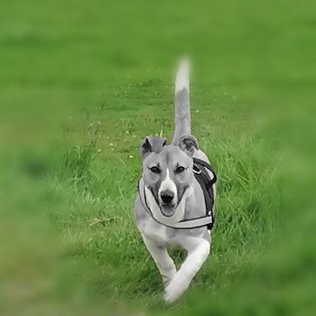 Lovely cross whippet/ terrier dog 