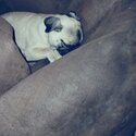 Beautiful female pug puppy-1