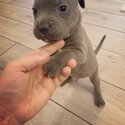 Blue Staffordshire bull terrier -1