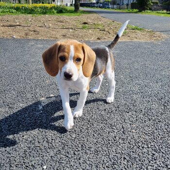 Pocket Beagle