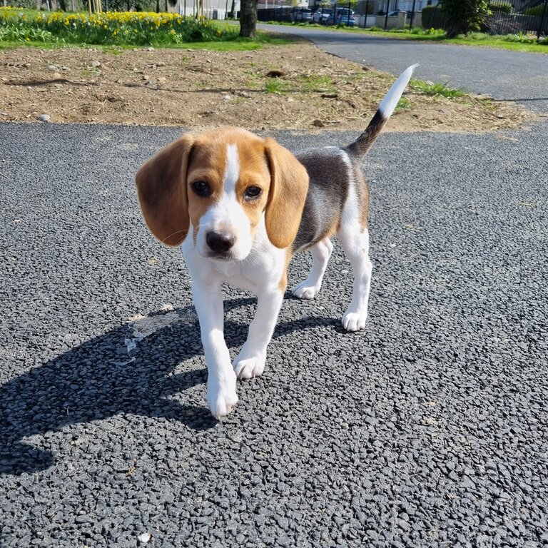 Pocket Beagle