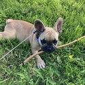 French Bulldog Puppy for sale in Dublin, IKC registered -2