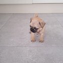 pug puppies -4