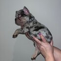 French bulldogs -3