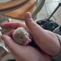 Syrian Hamsters -4