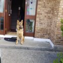 German shepherd -1