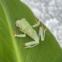 Red Eye Tree Frogs (Agalychnis callidryas)-3