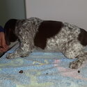 German shorthaird pointer pups for sale-2