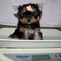 Cute and Adorable Yorkie Puppies for Adoption-0