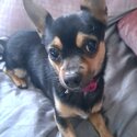 Female full bred chihuhua-1