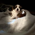 Shih tzu pups-2