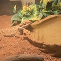 Baby bearded dragon &amp; home-0