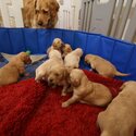 Gorgeous little Golden Retriever fluffballs  -1