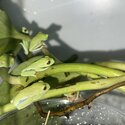 Red Eye Tree Frogs (Agalychnis callidryas)-5