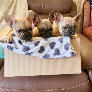 French Bull Dog Puppies