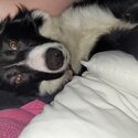 10 month old border collie-3