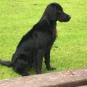 2 Gordon Setter dogs to rehome-1