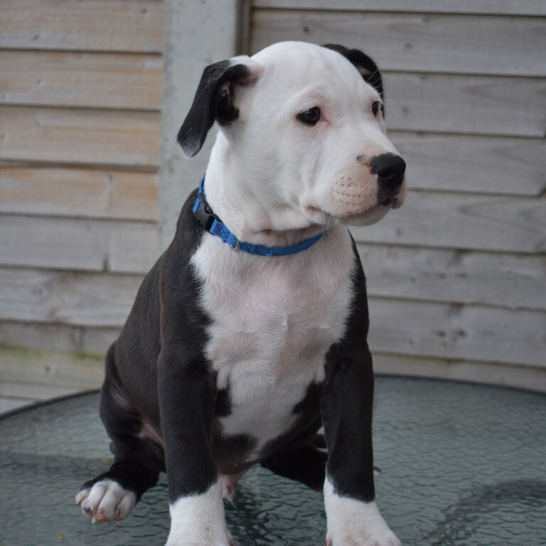 American Staffordshire Terrier / Pitbull Cross