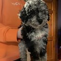 Merle Maltipoo-2