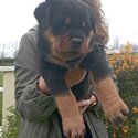 Rottweiler pups-0