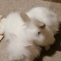 White Fluffy Rabbits-0