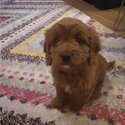 Cavapoo for sale -2