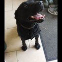 Black Labrador free-2