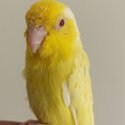 Parrotlets for sale-0