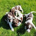 Sprocker spaniel puppies -3