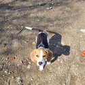 Pocket Beagle-3