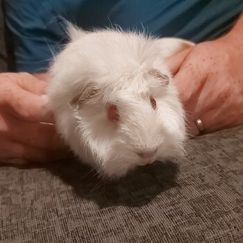 2 MALE GUINEA PIGS  FOR SALE