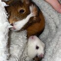 Two male Guinea pigs -2