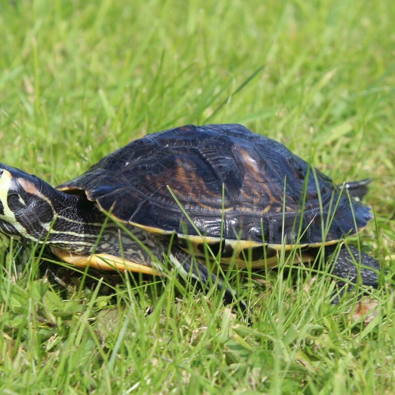 Yellow bellied slider turtle. Free to good home