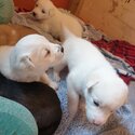 Huskita Puppies -2