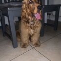 I am looking for a good home for my 8 month cocker spaniel -0