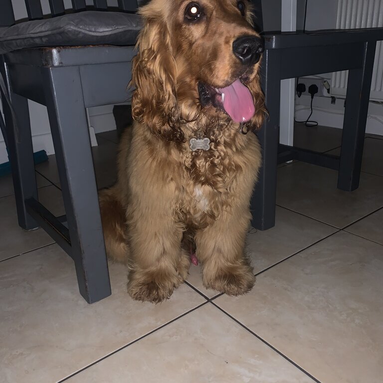 I am looking for a good home for my 8 month cocker spaniel 