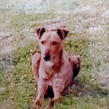 3year old loyal lovely male lurcher 