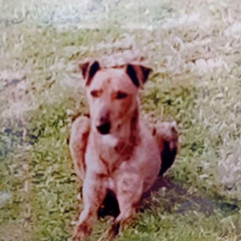 3year old loyal lovely male lurcher 