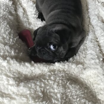 Female pug puppy 